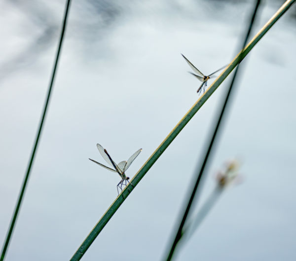 Szitakötő minimál