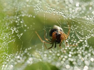 Csepp-szövő Csepp-szövő