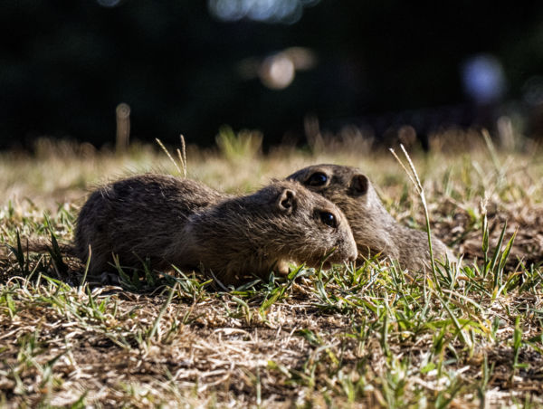 Súgok neked valamit