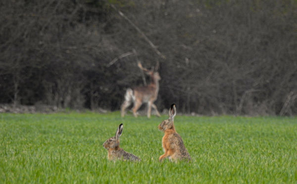 "Nyugodj meg drágám,biztos a dámot figyeli!"
