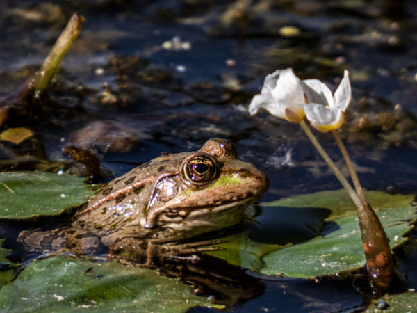 Ki a virágot szereti...