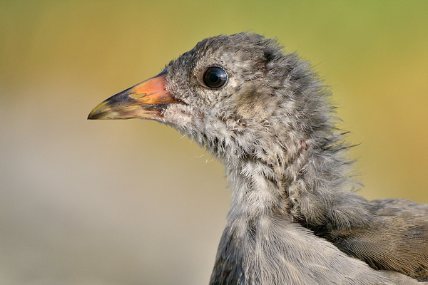 Fiatal vízityúk portréja