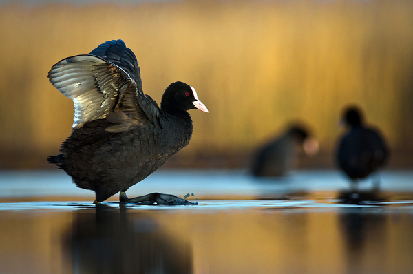 Szárcsák hajnalban