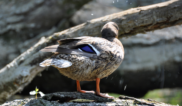 Csak megmosom a hajam...