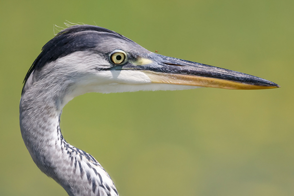 Szürke gém portré szúnyoggal