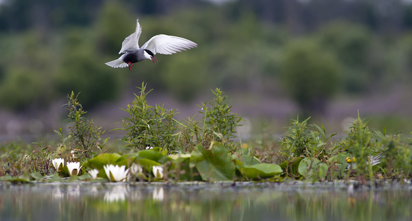 Tündérrózsák között