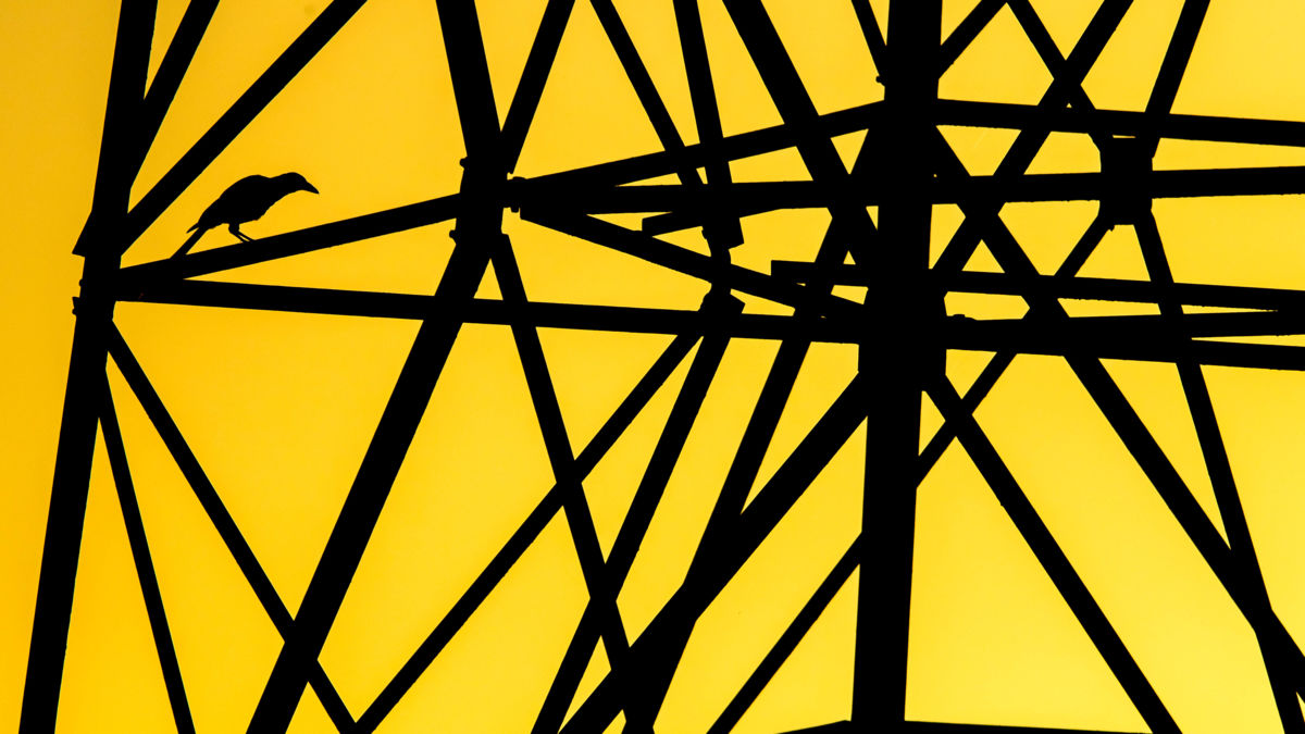 Koncz-Bisztricz Tamás