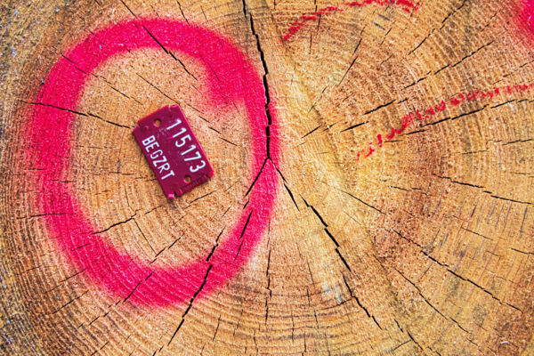 Az utolsó bizonyítvány