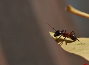 A megmentett A megmentett