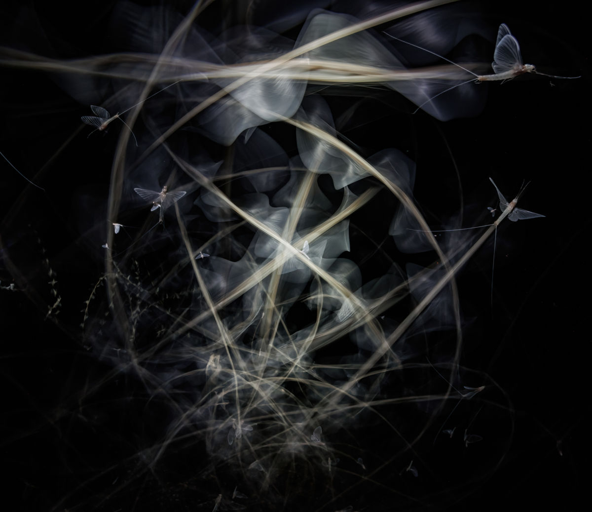 Gyenti-Kálvin Kinga