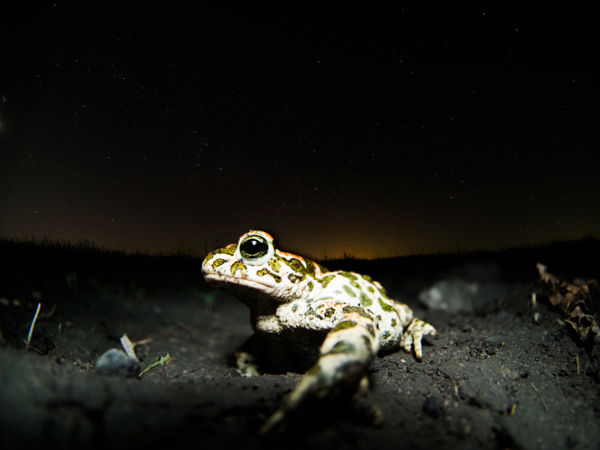 Herceg a csillagok alatt