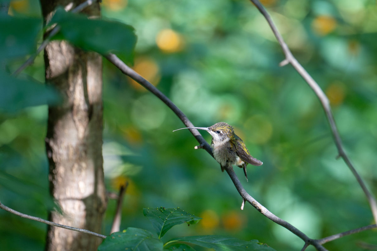Agócs Fruzsina Júlia
