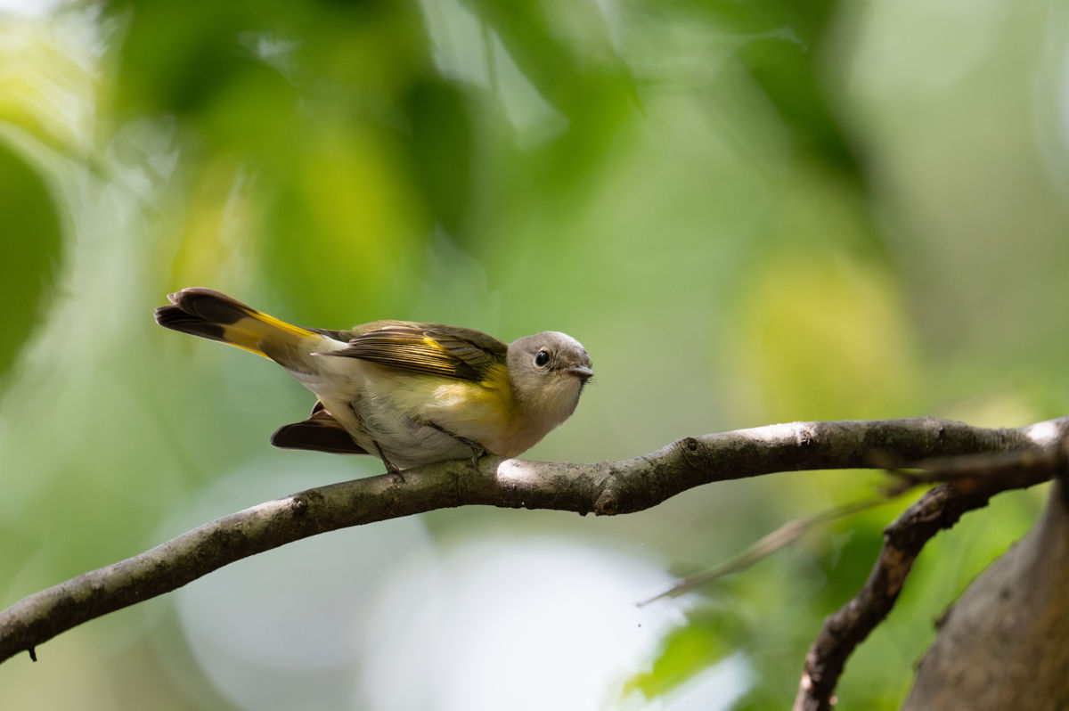 Agócs Fruzsina Júlia
