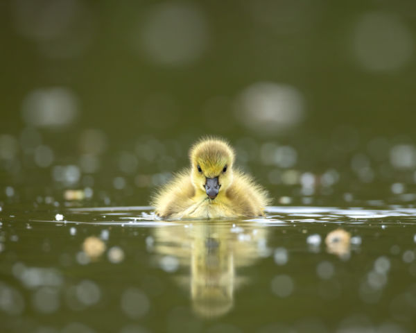 Az Elszánt Kis Lúd