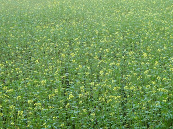 Sárgát virágzik a repce