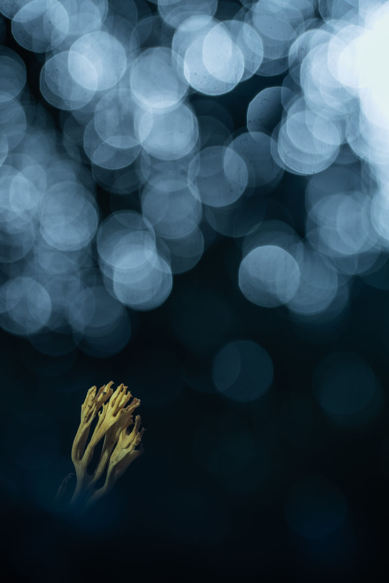 Darányiné Bakos Éva