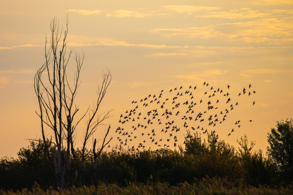 Germán Szilveszter Tibor