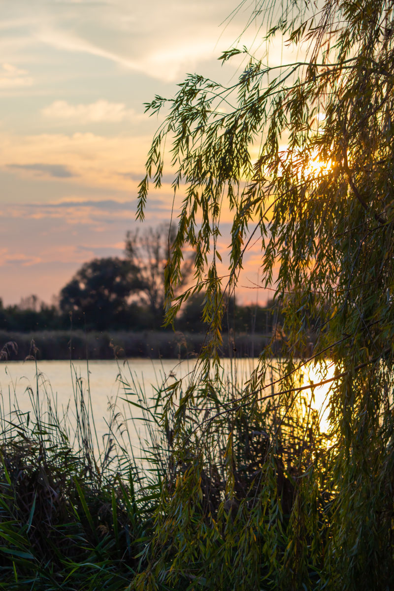 Germán Szilveszter Tibor