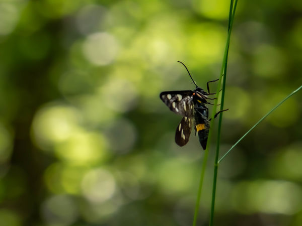 Fehérpettyes Álcsüngőlepke