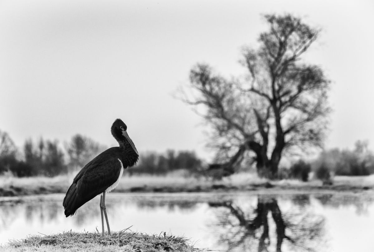 Szakolczai Krisztina