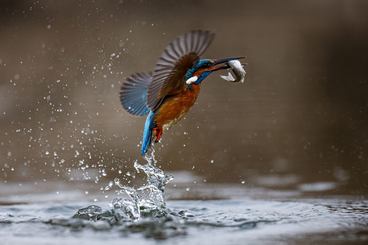 Gyenti-Kálvin Kinga