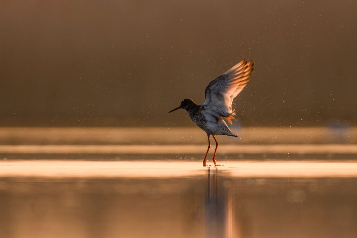 Szakolczai Krisztina