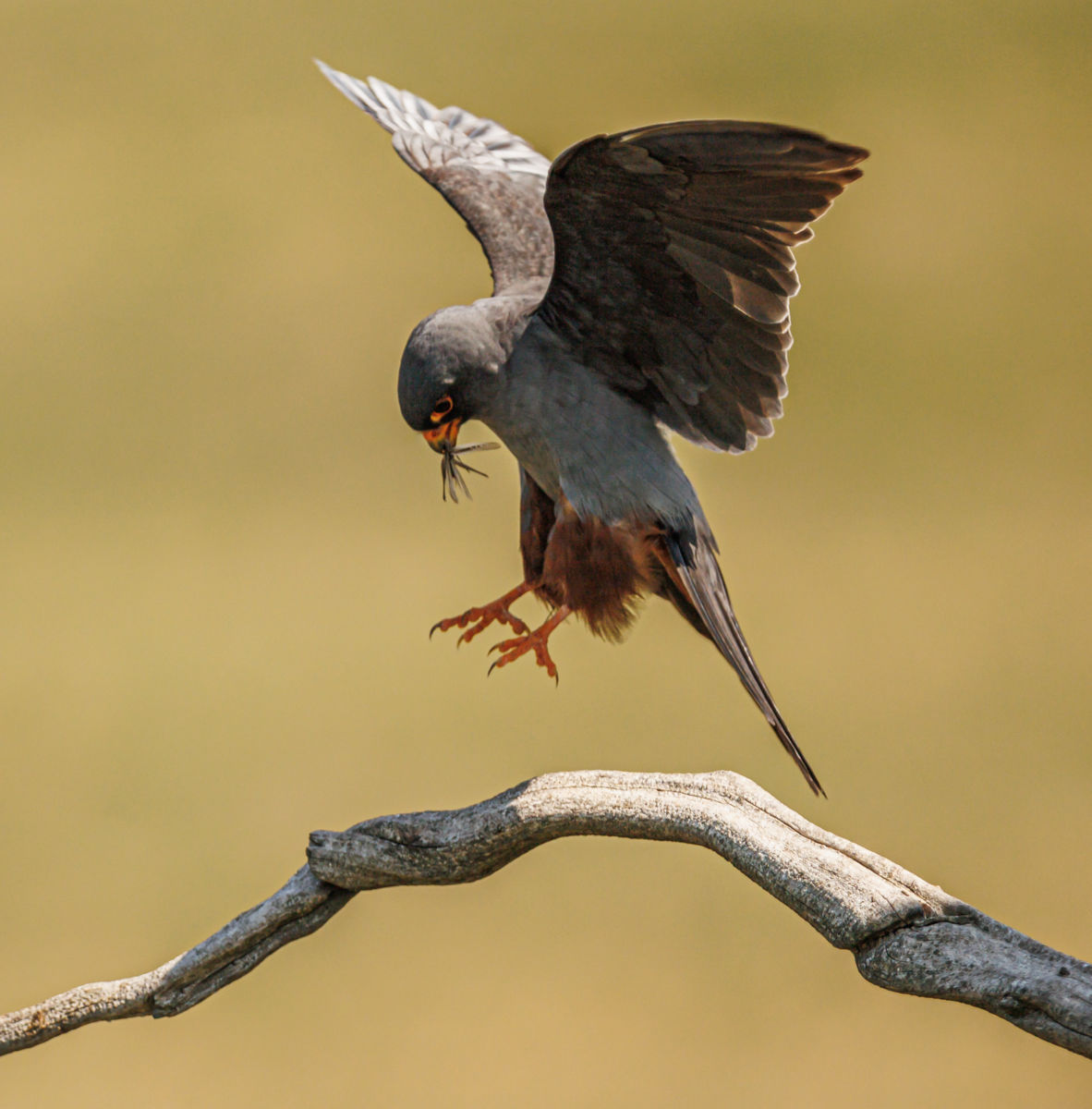 Gyenti-Kálvin Kinga