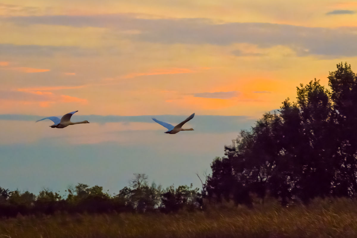 Germán Szilveszter Tibor