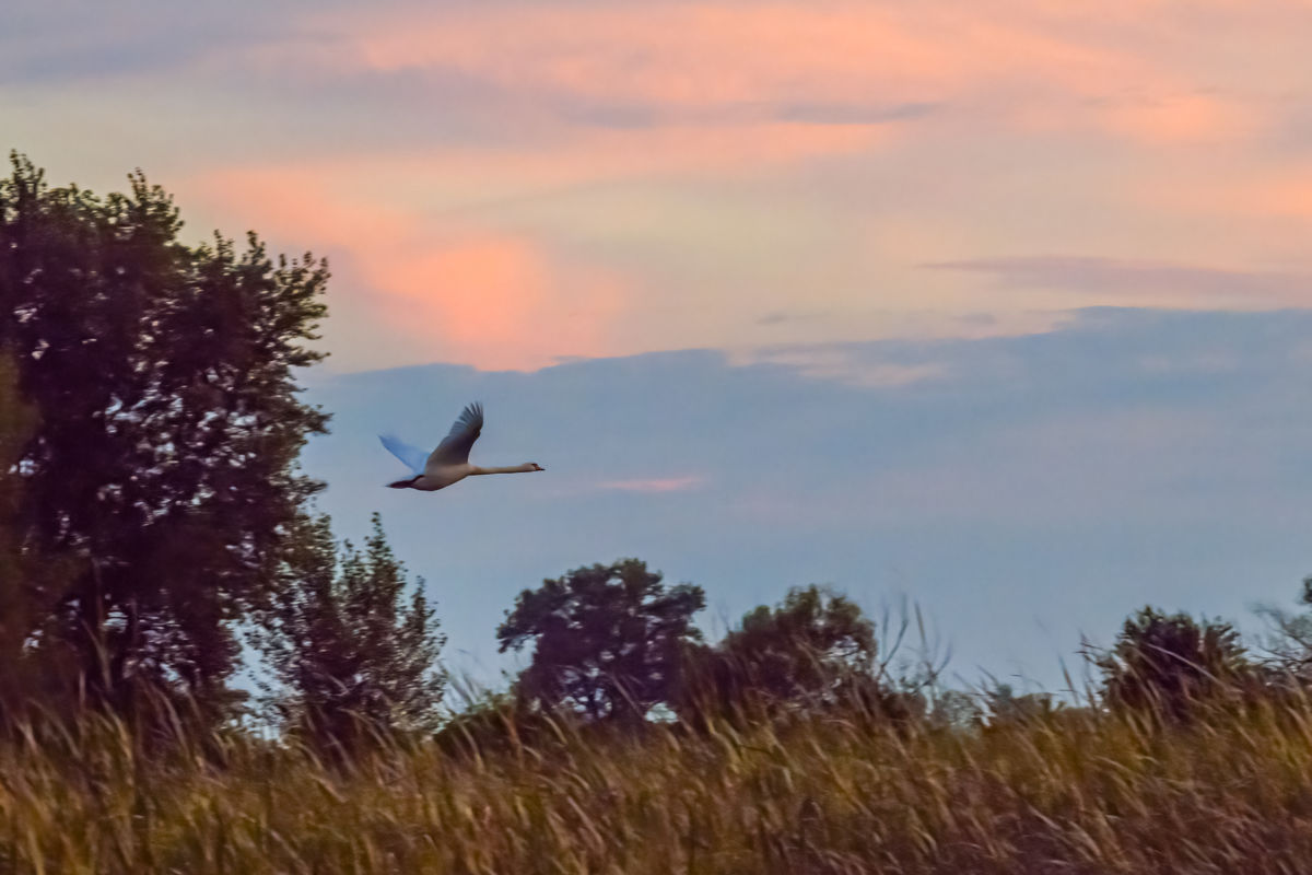 Germán Szilveszter Tibor