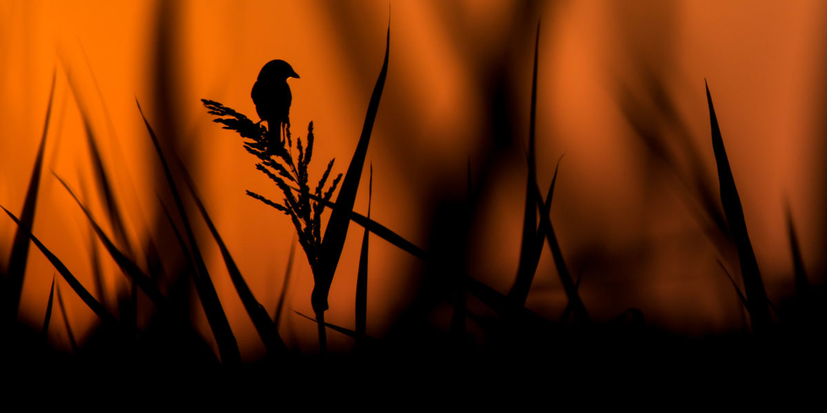 Koncz-Bisztricz Tamás