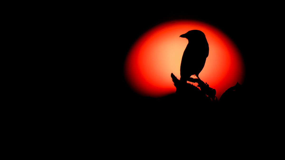 Koncz-Bisztricz Tamás