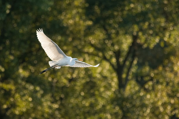 Szárnyalás a lombkoronában