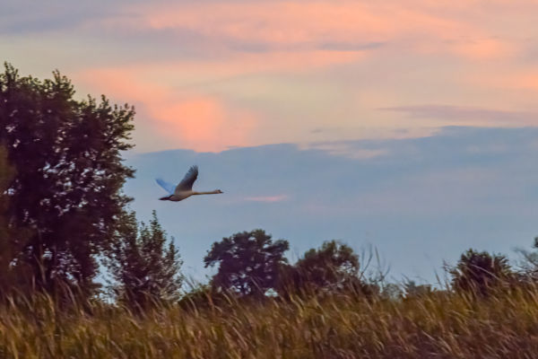 A hattyú nyugovóra tér