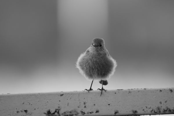 Rozsdafarkú és a rozsdás korlát.