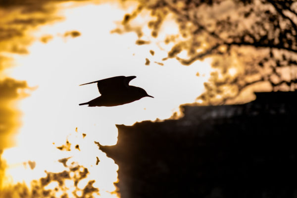 Sirály és Napkorong