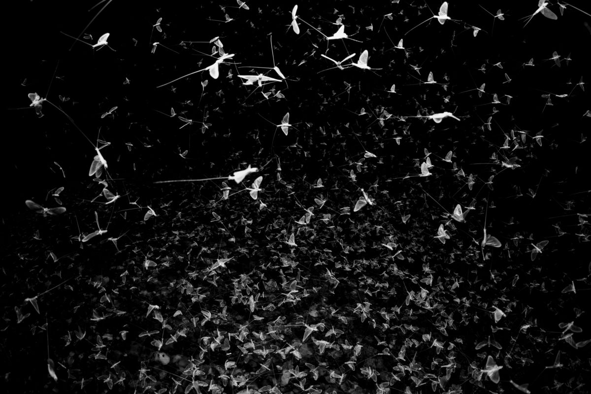 Szakolczai Krisztina