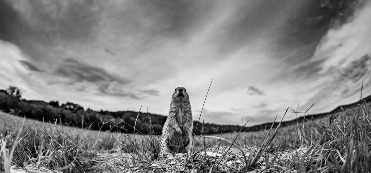 Gyenti-Kálvin Kinga