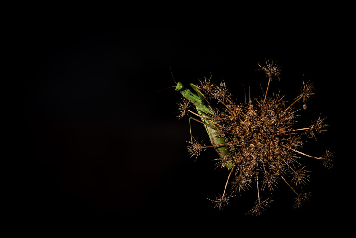 Darányiné Bakos Éva