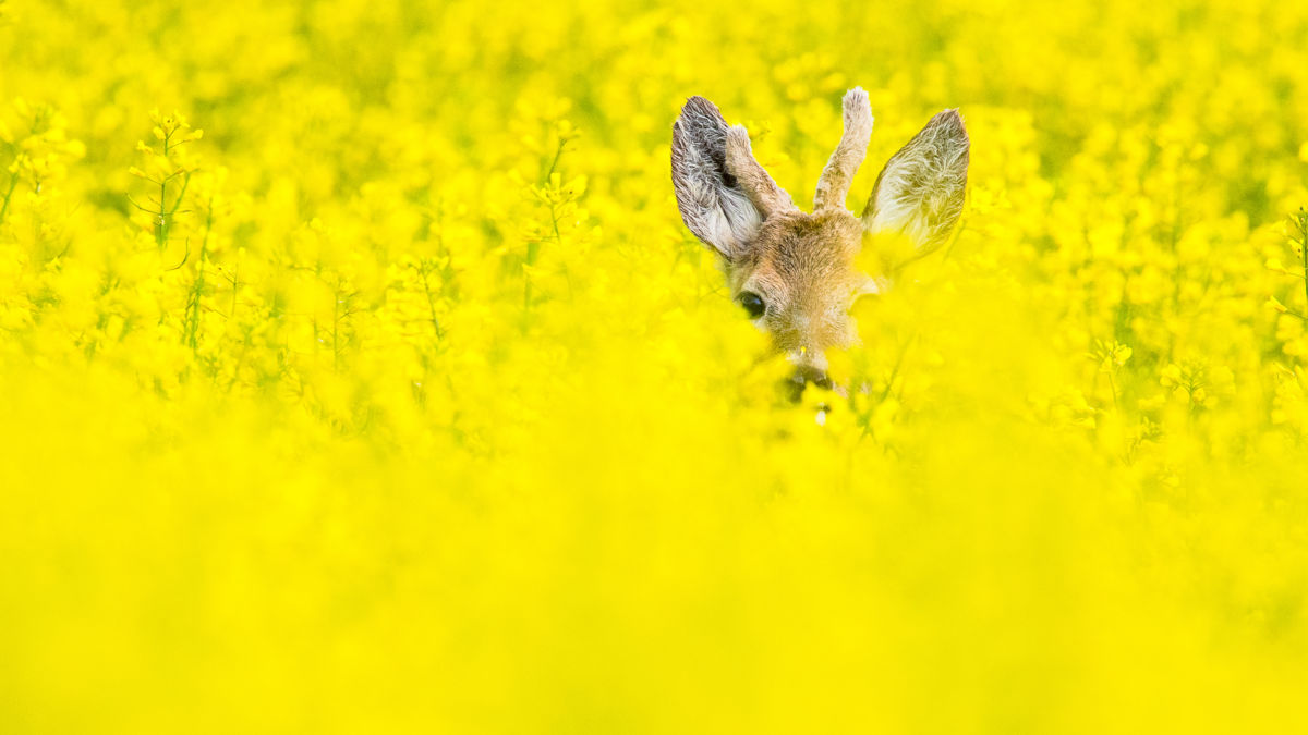 Koncz-Bisztricz Tamás