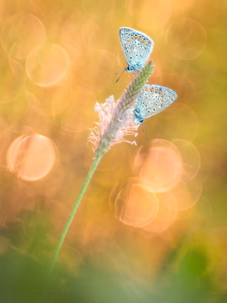 Boglárka találkozó