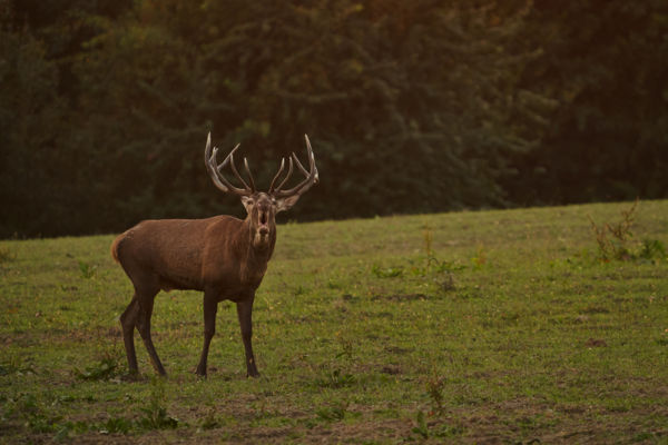 Szeptember esti hangok