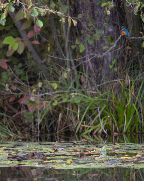 A mocsári hód és a jégmadár találkozása
