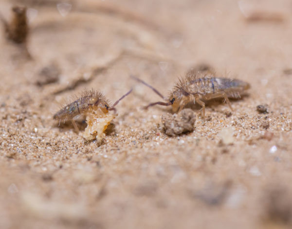 Két ugróvillás találkozása