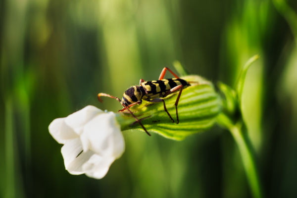 Félelmetes álcaruhában jámbor lélek