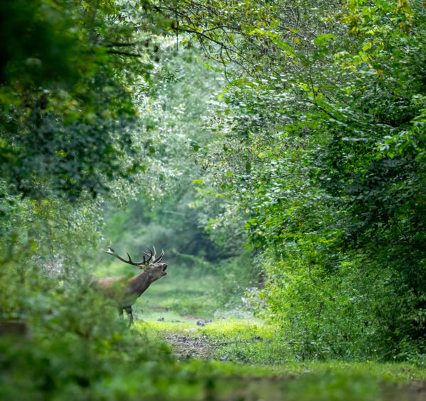 Az Erdő Nagybőgője
