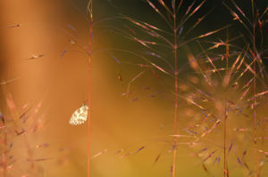 Napkelte a réten Napkelte a réten