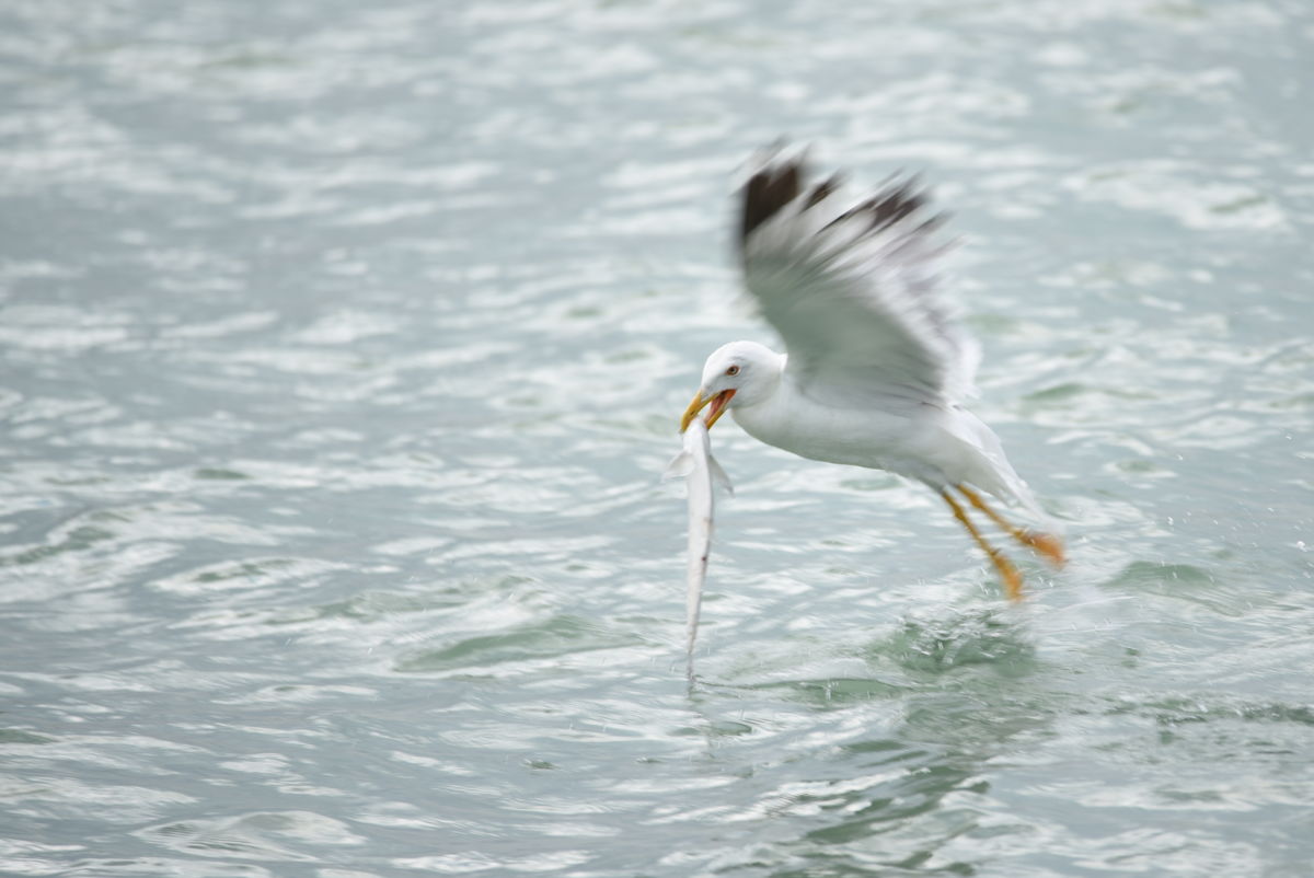 Dr. Rátkainé Kádár Andrea