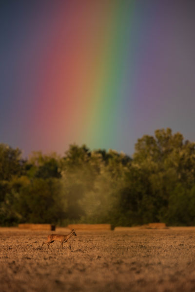 A szivárvány végén 