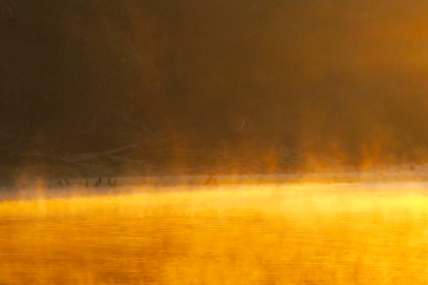 Lángoló kormoránok