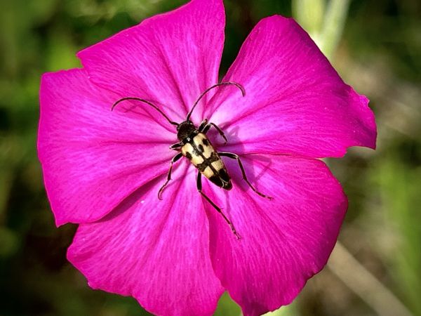 Aki a virágot szereti